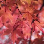 autumnal-leaves-1352212_960_720