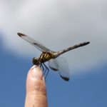 dragonfly-451756_960_720