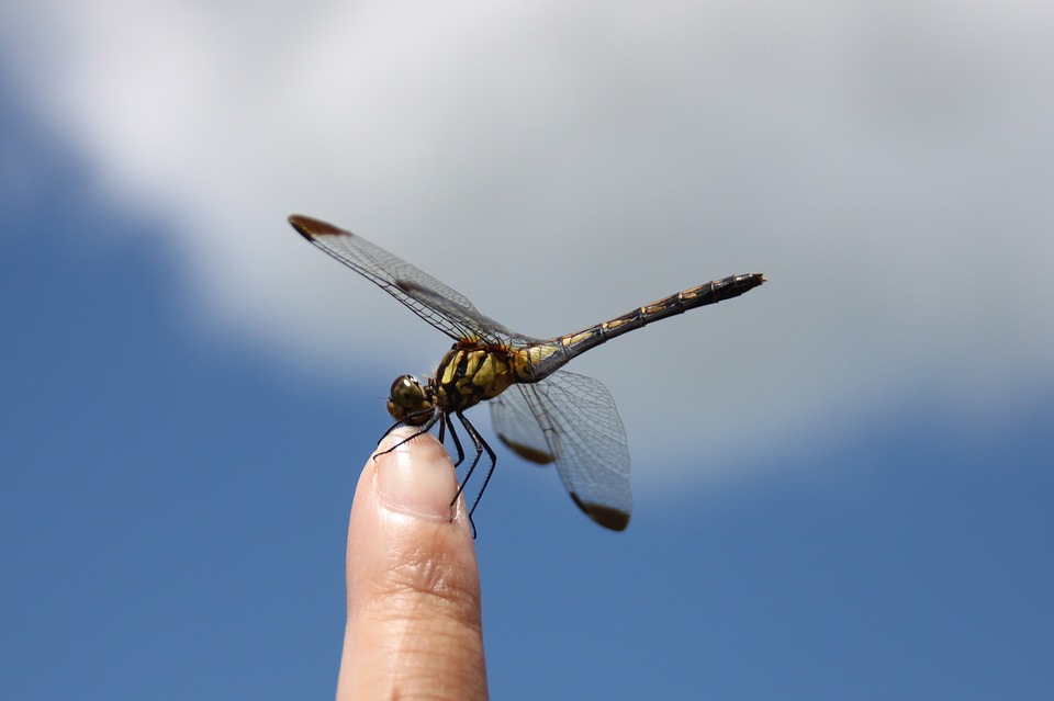 dragonfly-451756_960_720